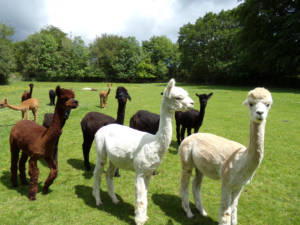 Hair cut for ISCA Alpacas